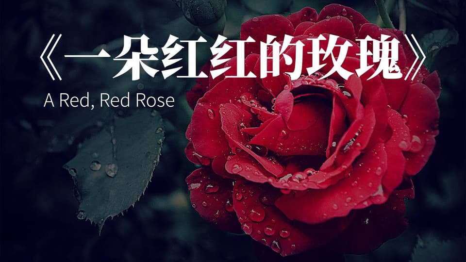 我的爱像一朵红艳的玫瑰